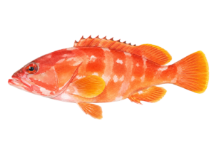アカハタ_ハーネバリ