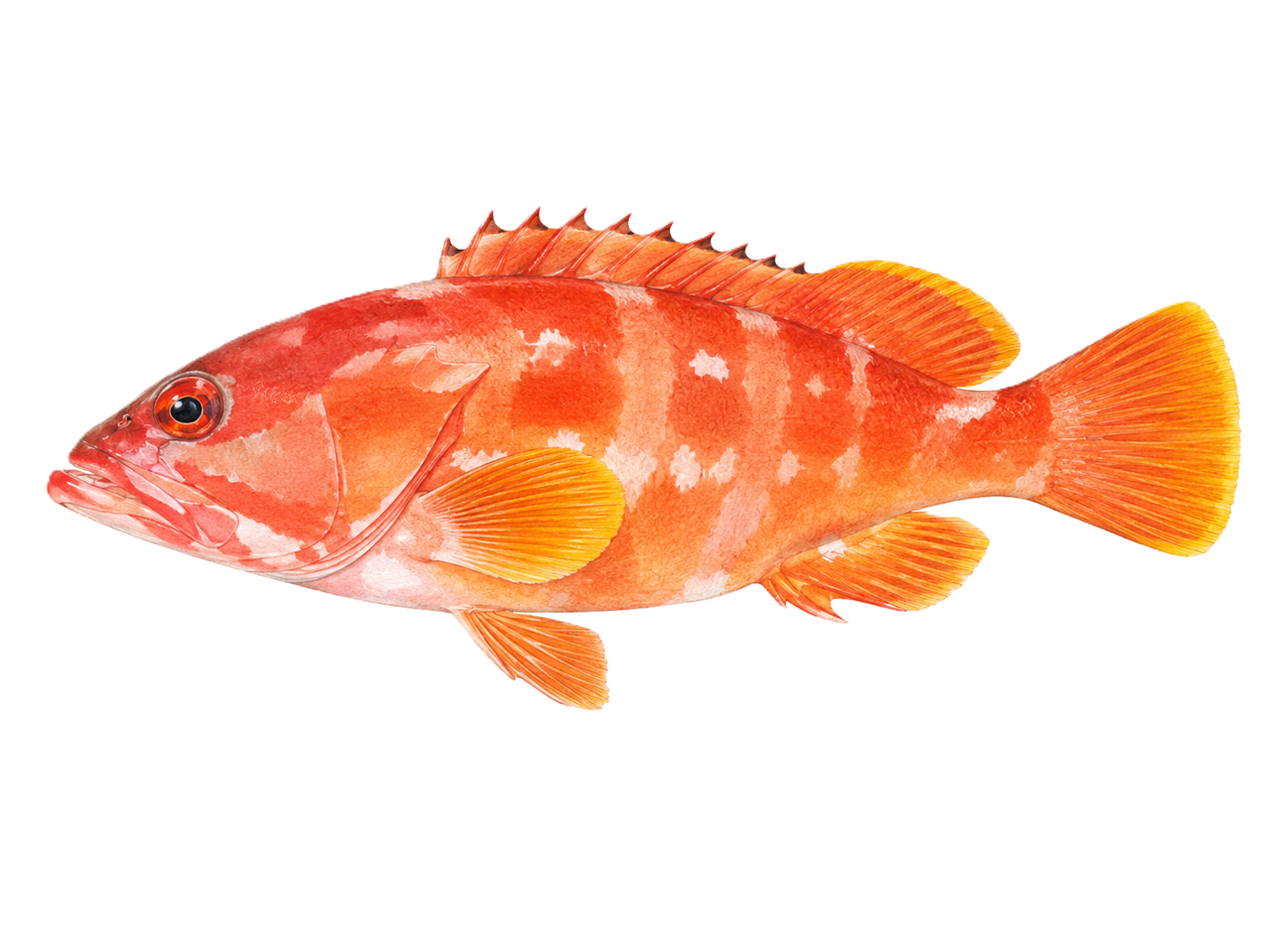 アカハタ_ハーネバリ