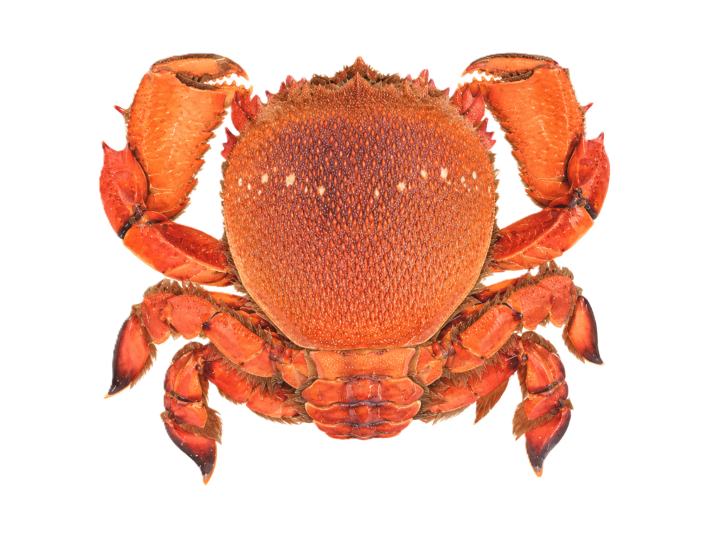 アサヒガニ