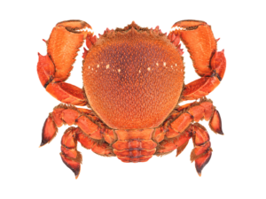 アサヒガニ