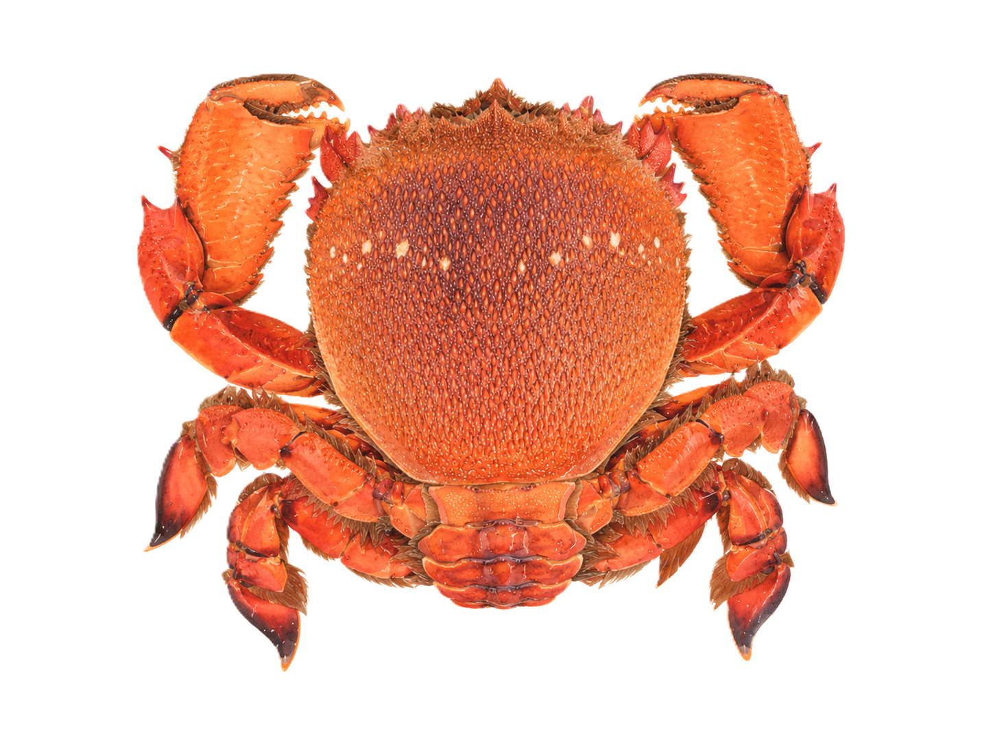 アサヒガニ