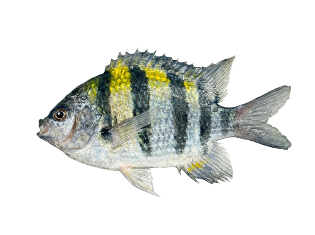 オヤビッチャ