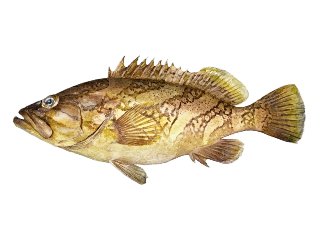 カケハシハタ