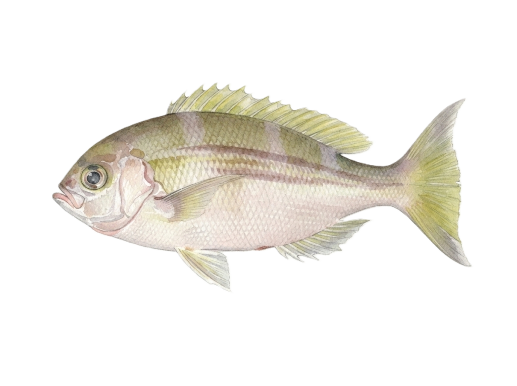 シマアオダイ