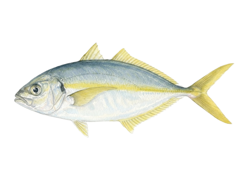 シマアジ