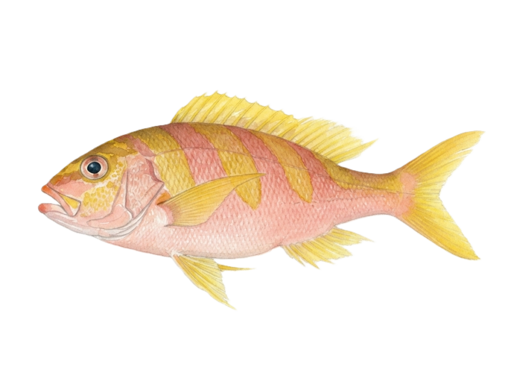 シマチビキ