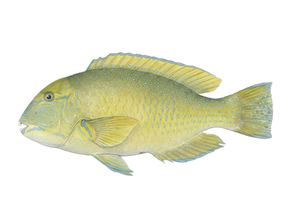 シロクラベラ