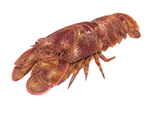セミエビ