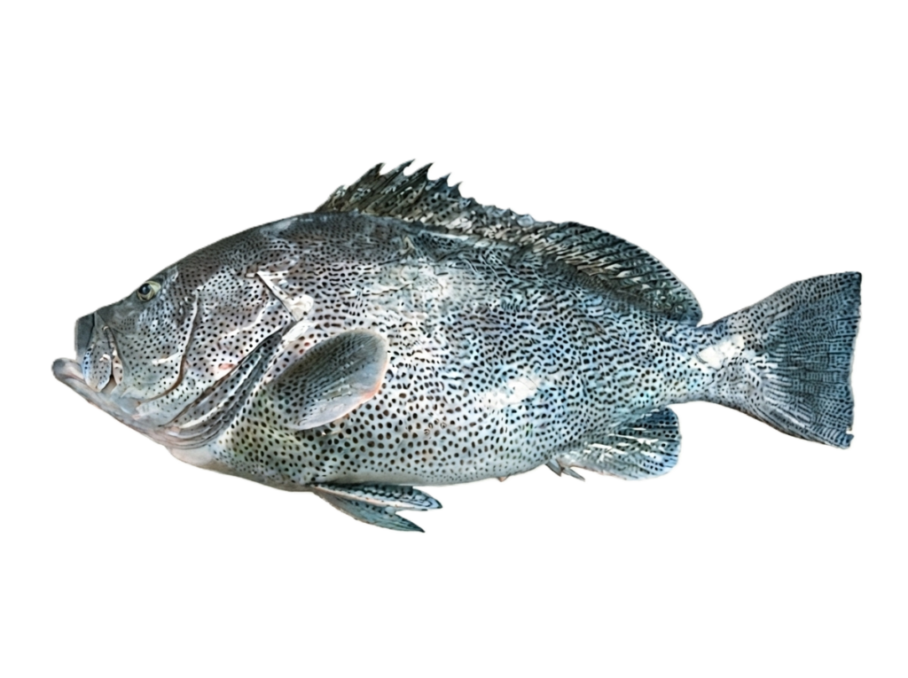 ツチホゼリ
