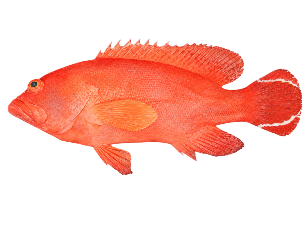 ニジハタ