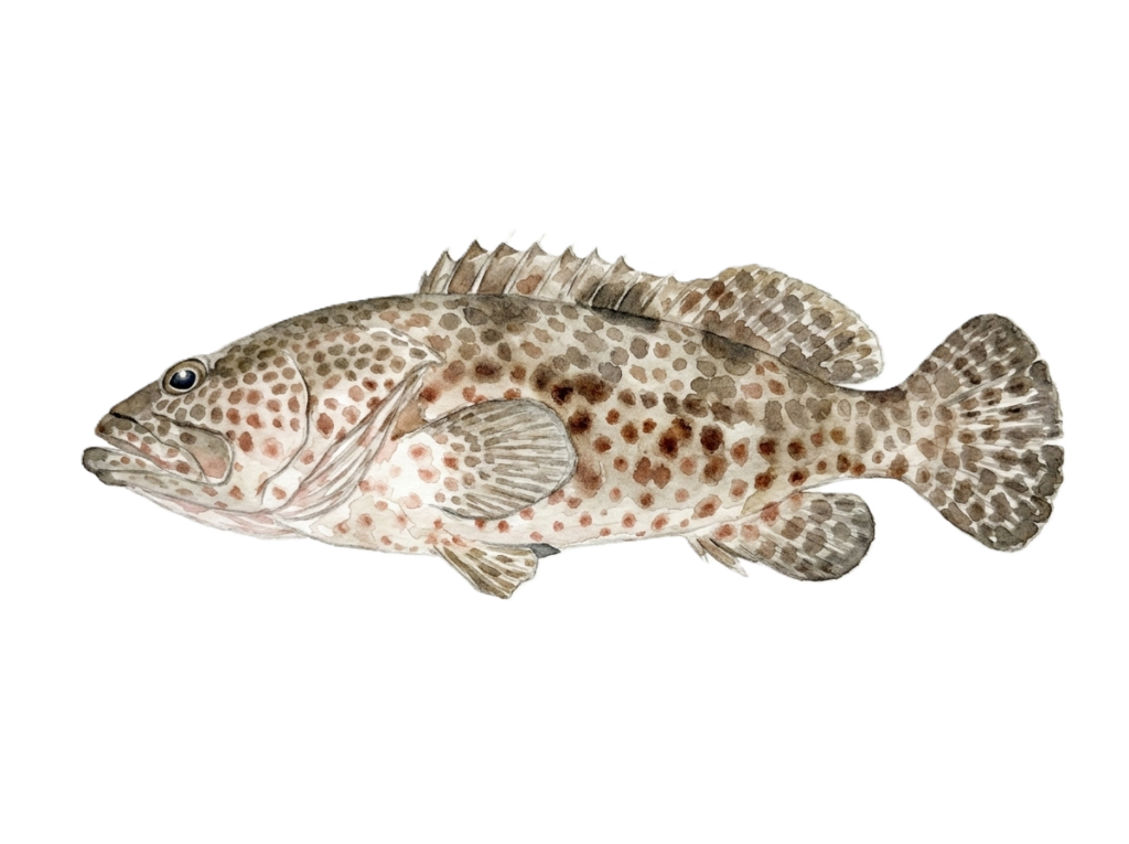 ヒトミハタ