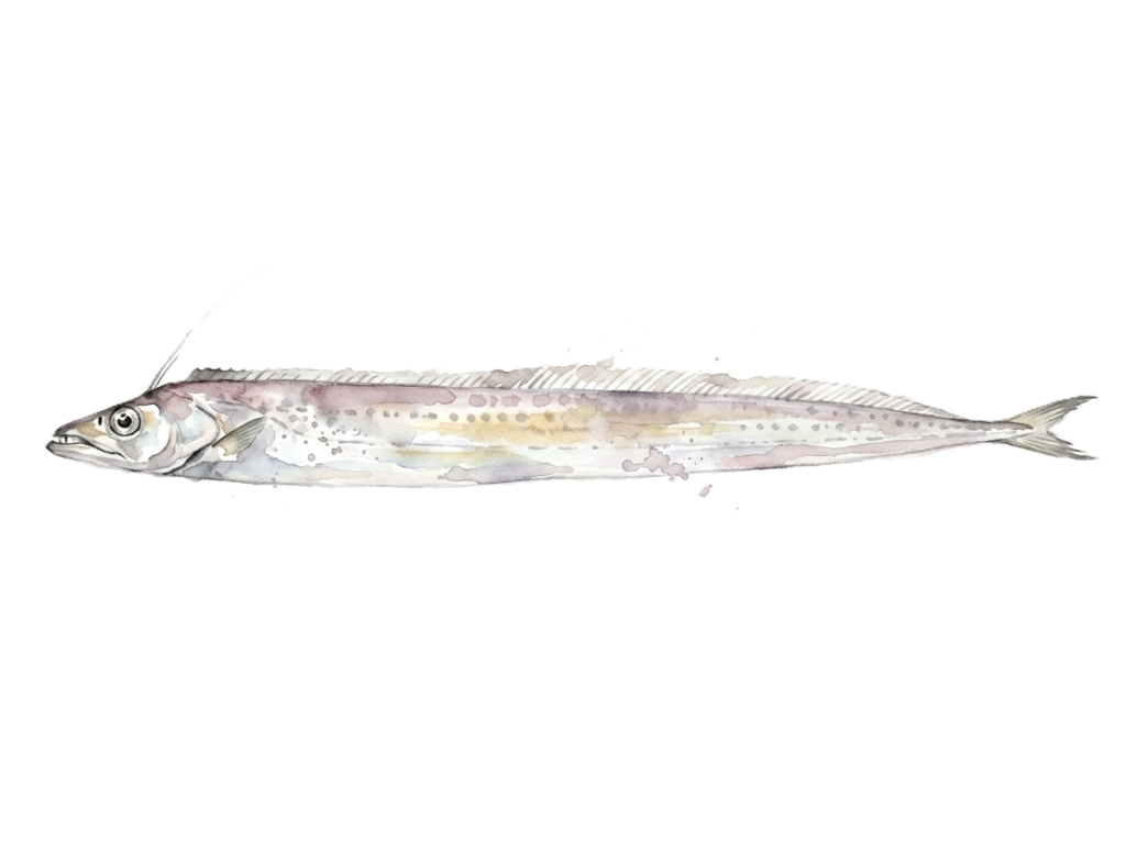 ヒレナガユメタチ