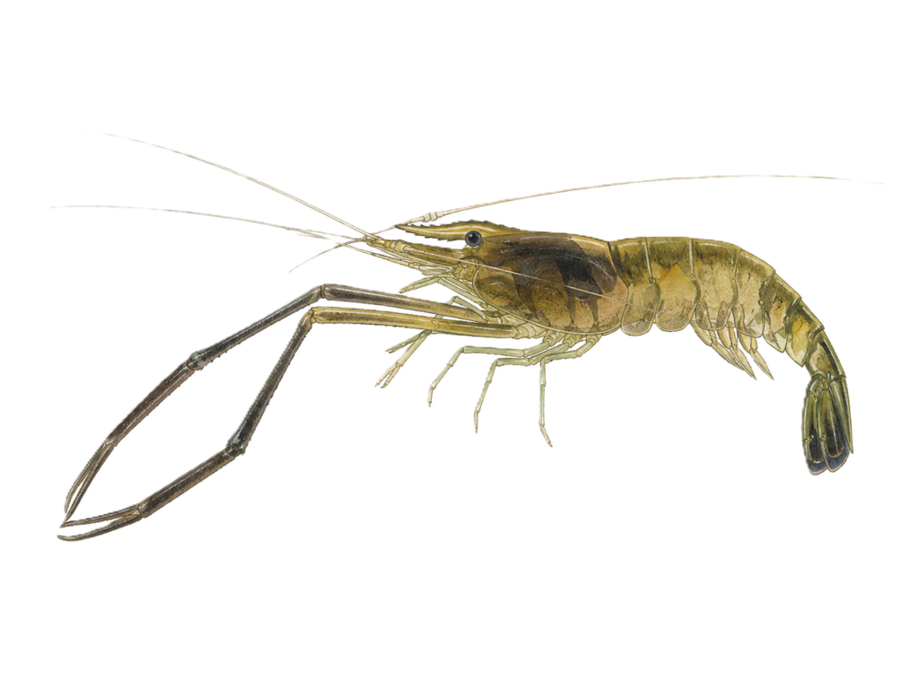 ミナミテナガエビ_タナガ