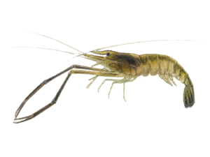 ミナミテナガエビ_タナガ