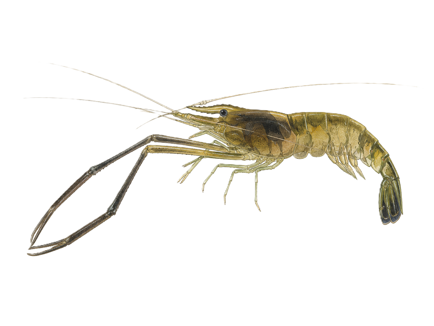 ミナミテナガエビ_タナガ
