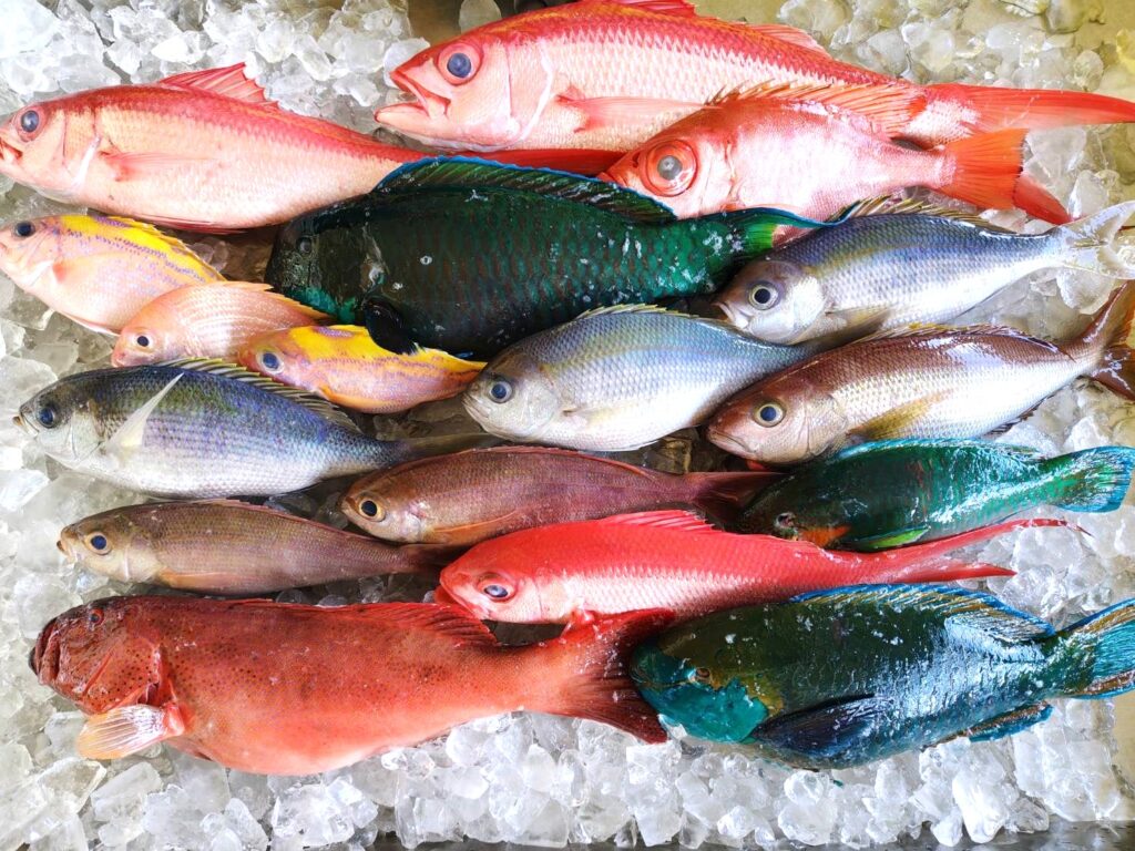 奄美漁協fish