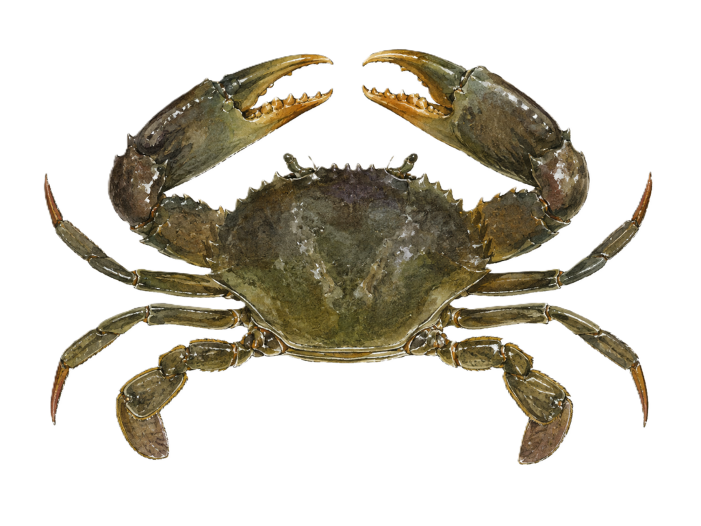 ノコギリガザミ_ガサム