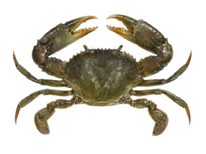 ノコギリガザミ_ガサム