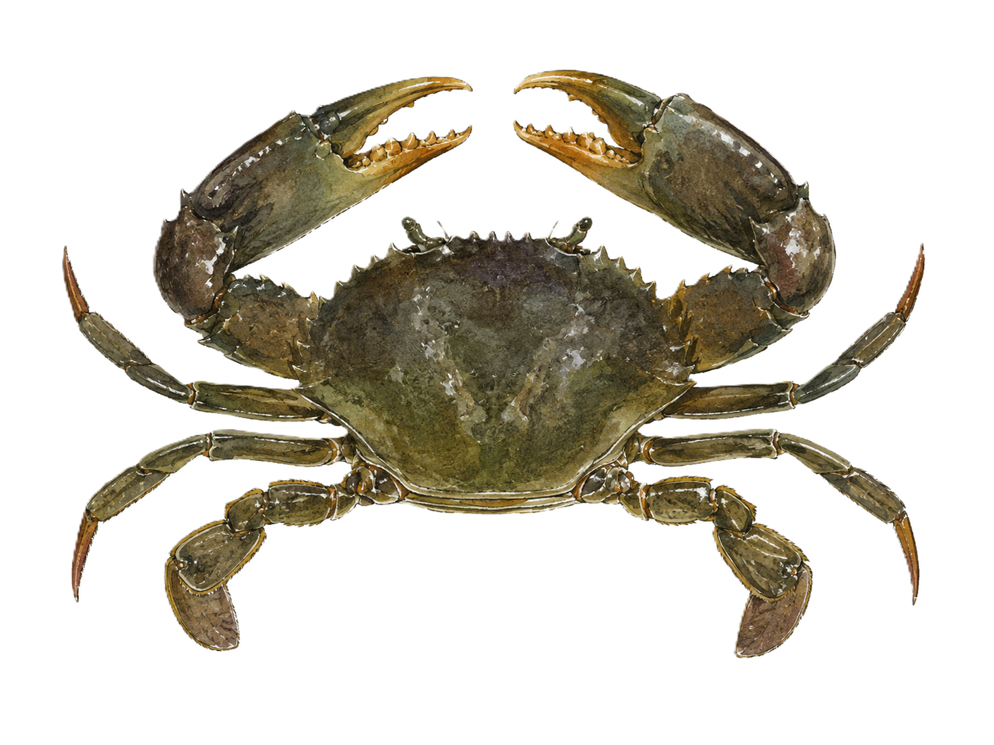 ノコギリガザミ_ガサム