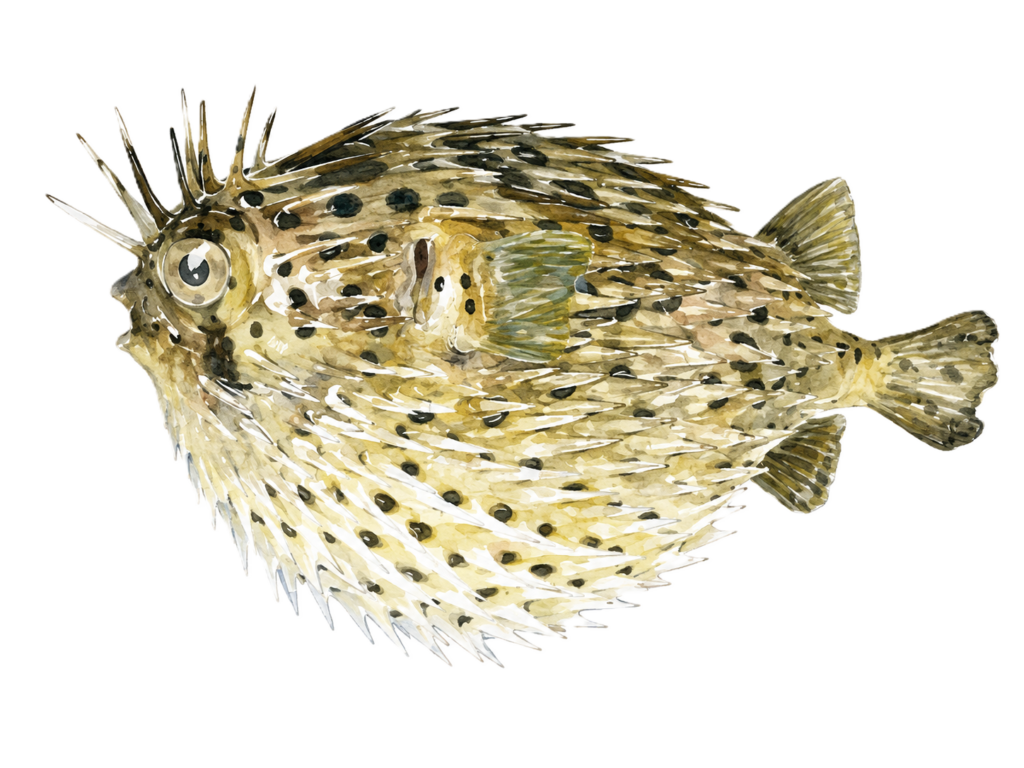 ハリセンボン